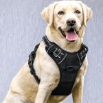 Best Dog Harness No Chafing