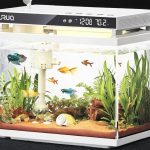 Best 2 Gallon Aquarium Kit with All Accessories