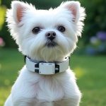 Best Anti Bark Collar for Small Dogs