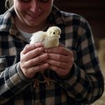 How to Care for Baby Chicks ?