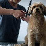 How to Trim Dog Hair with Scissors?