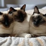 How to Get Cats to Get Along?