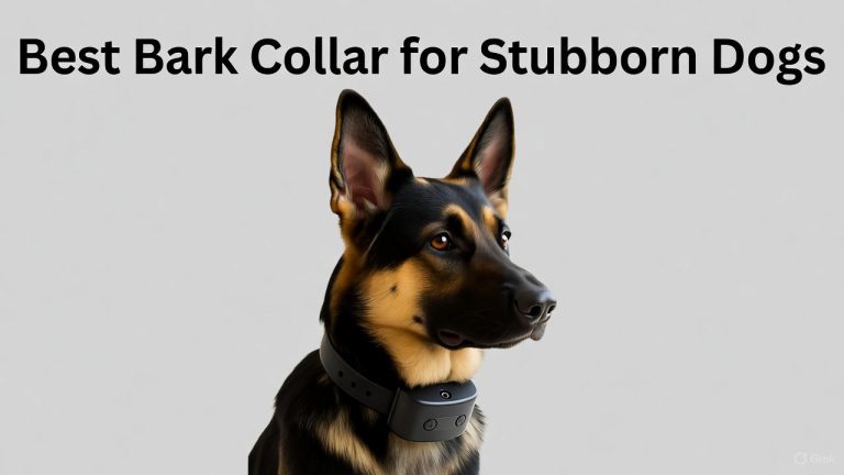 Best Bark Collar for Stubborn Dogs