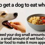 How to Get Your Dog to Eat When Sick?