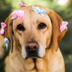 How to Put Bows in Dogs Hair