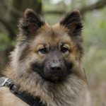 best harness for fluffy dogs