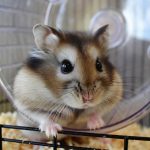 best wheel for syrian hamster