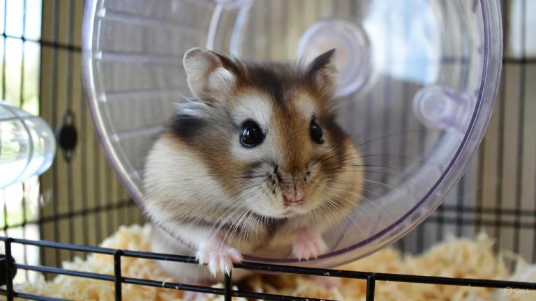 best wheel for syrian hamster