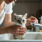 How to Bathe a Kitten?