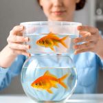 How to Change a Goldfish Water