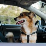How to Calm Dog Down in Car