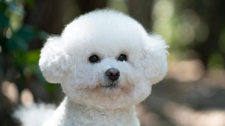 Best Brush for a Bichon