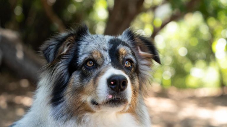 best brush for australian shepherd