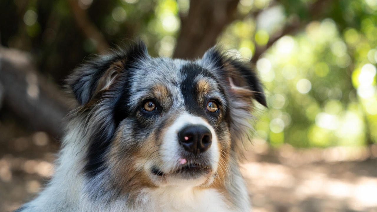 best brush for australian shepherd