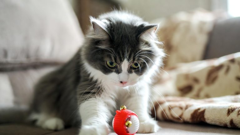 Best Cat Ball Toys