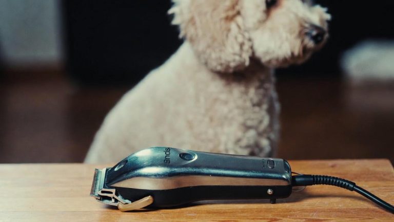 Best Clippers for a Poodle