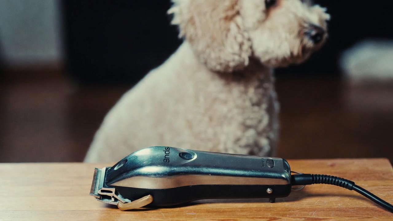 Best Clippers for a Poodle