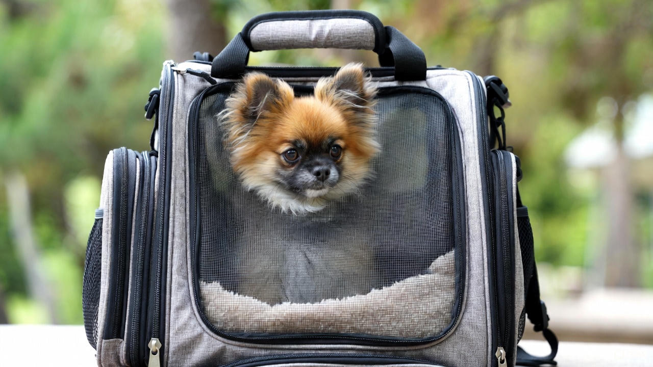 best carrier for small dogs