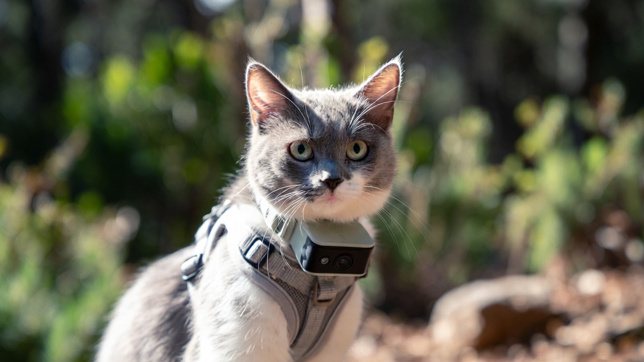 best cat camera collar