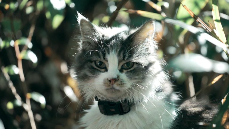 best cat flea collar