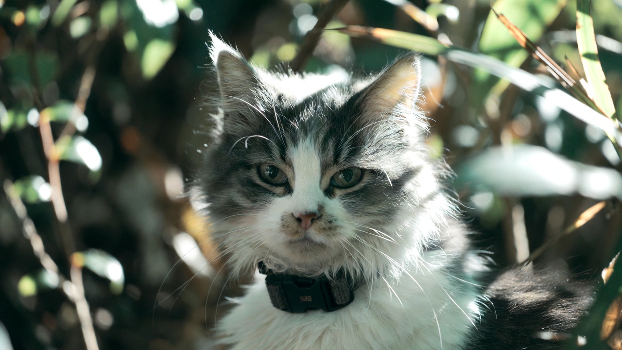 best cat flea collar