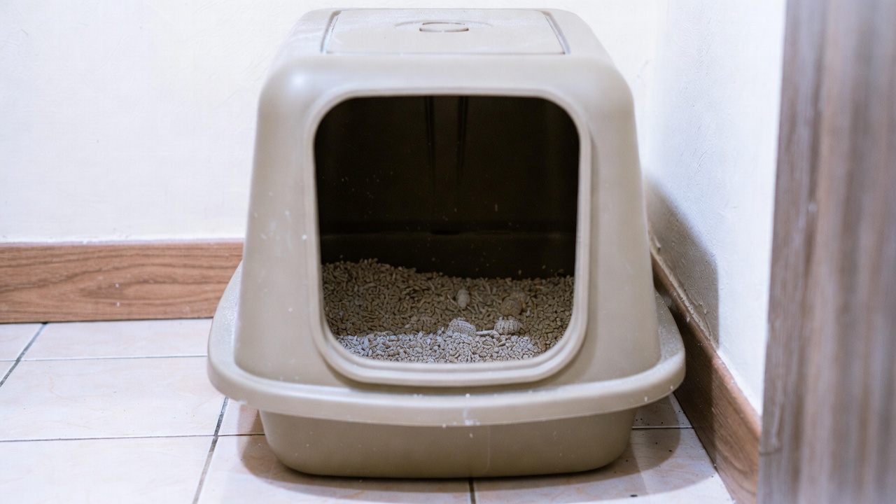 best kitty litter box