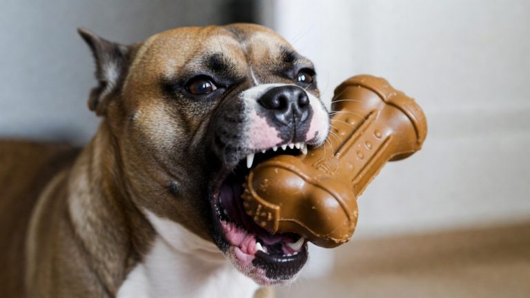 Best Chew Toy for Pitbull Owners