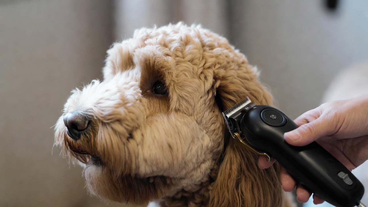 Best Clippers for Labradoodle Grooming
