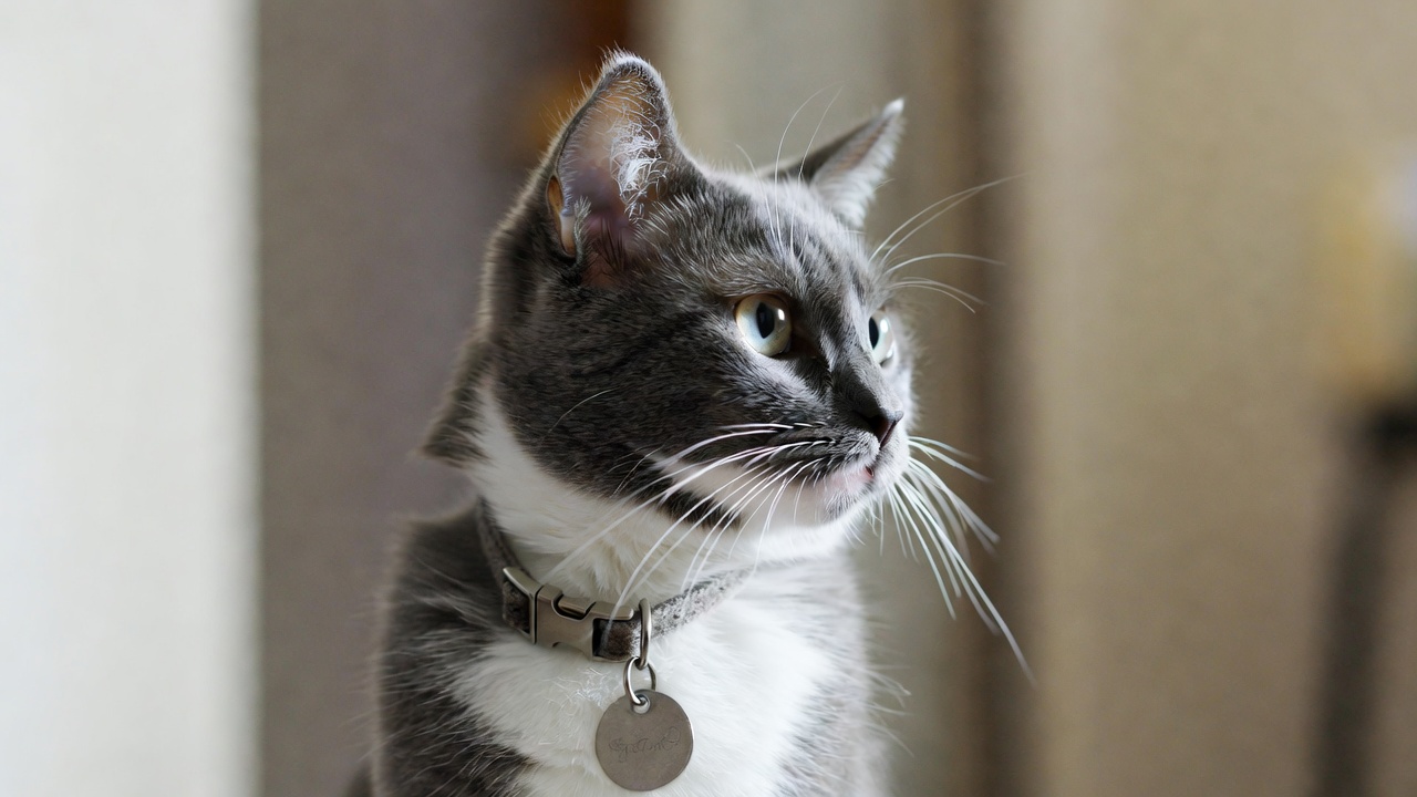 Best Collar for Cats