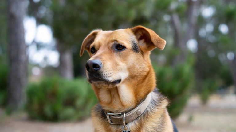 Best Collar for Dog