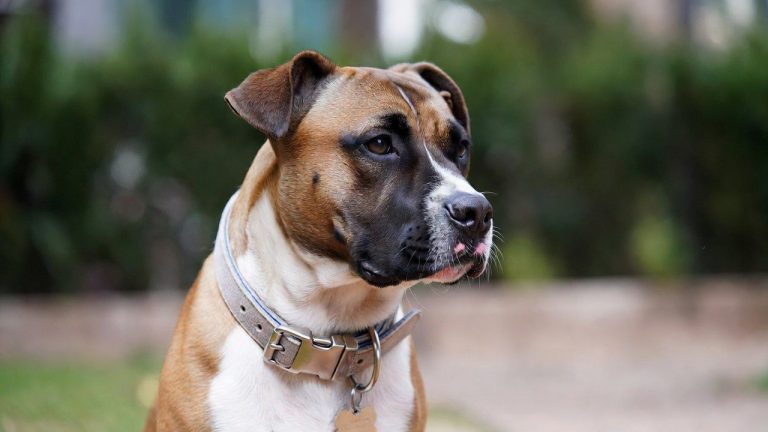 Best Collar for a Pitbull