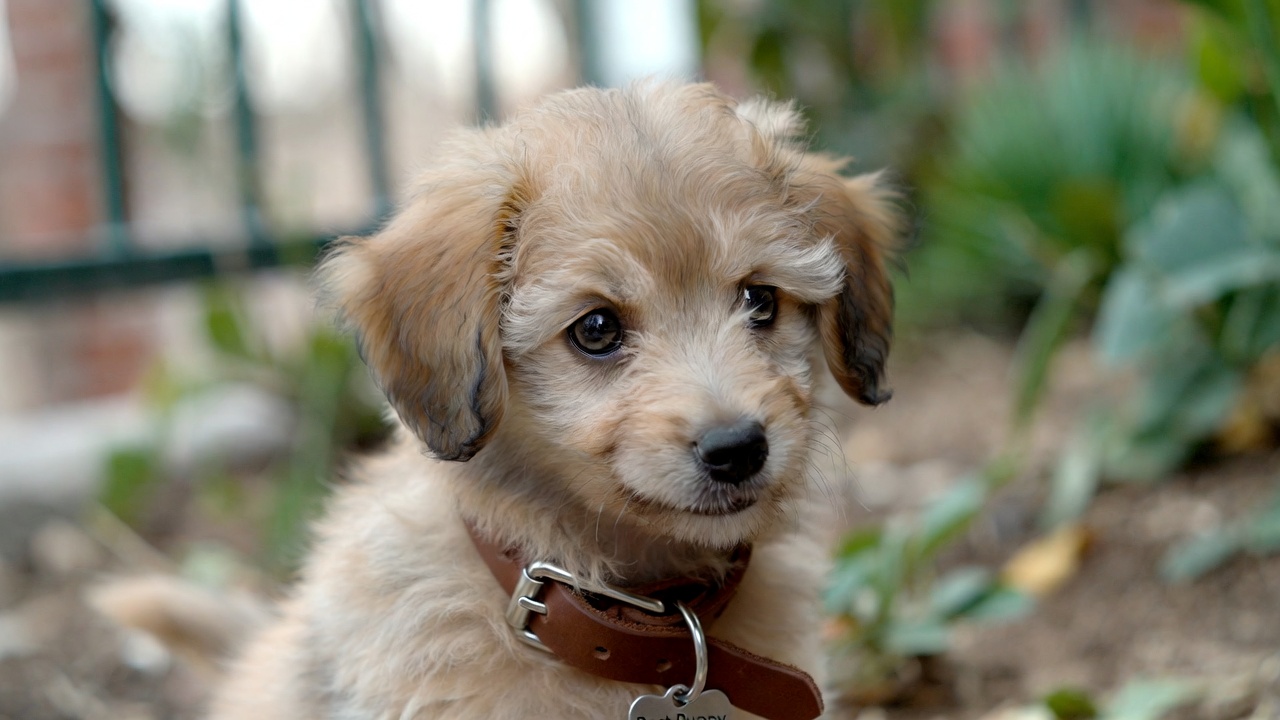 Best Collar for a Puppy
