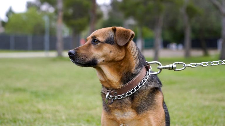 Best Collar for Dog Training