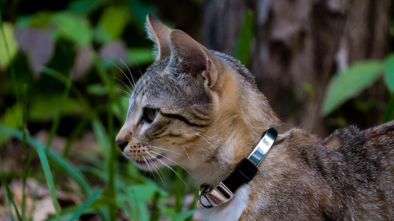 Best Collar for Outdoor Cat