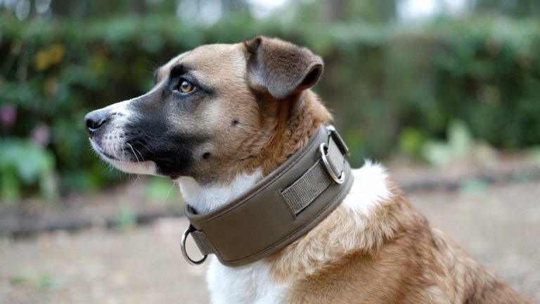 Best Collar for Reactive Dog