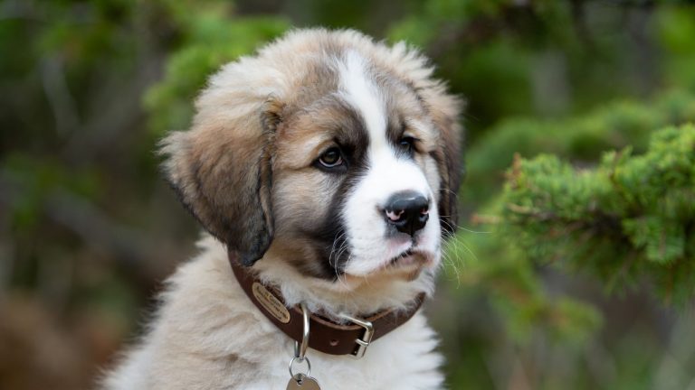 Best Collar for Saint Bernard Puppies