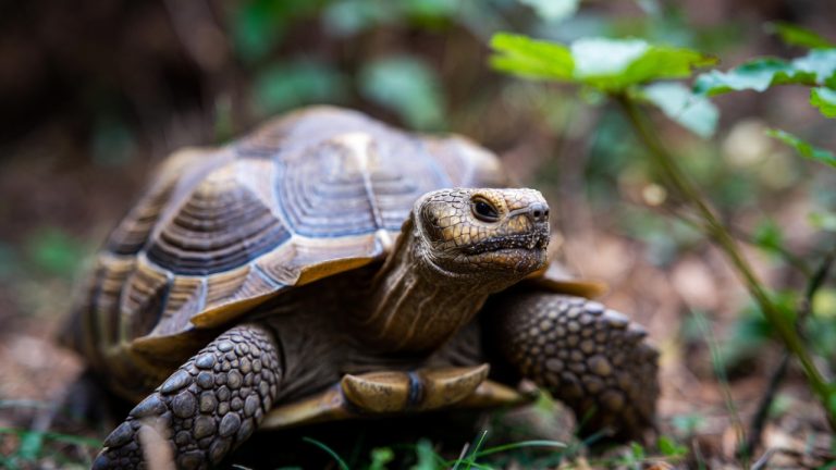 How to Care for a Tortoise?