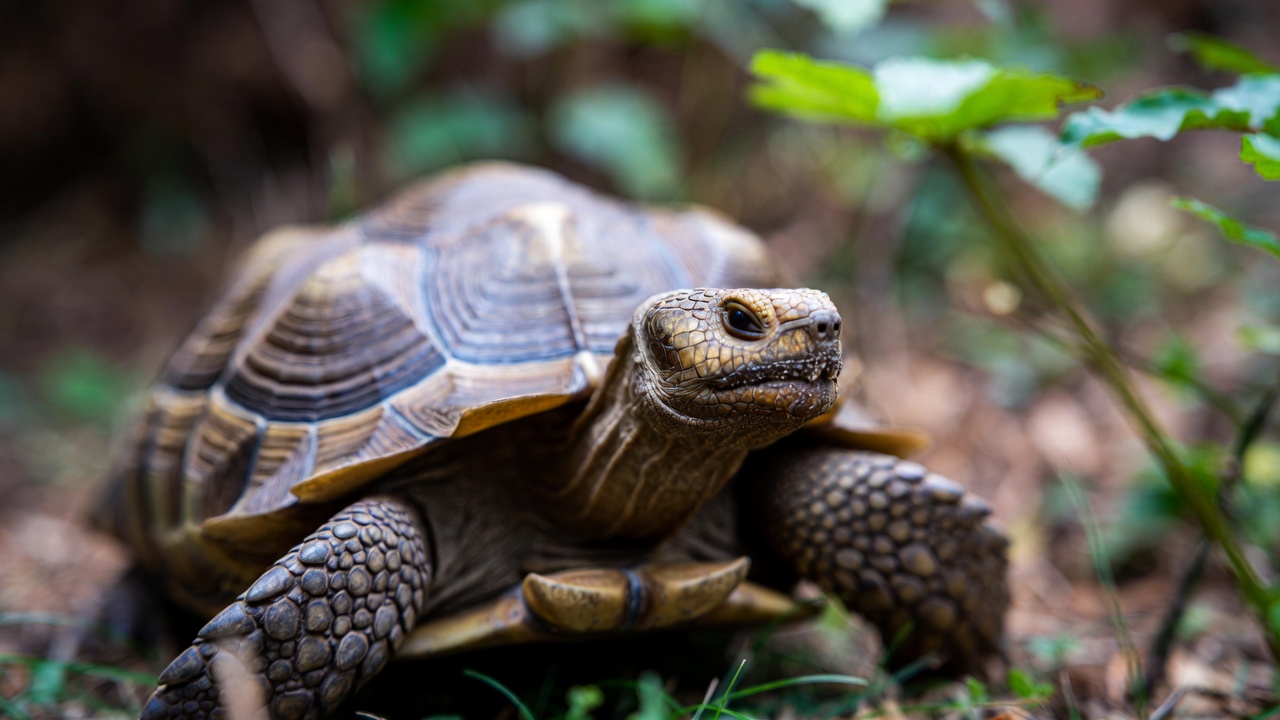 How to Care for a Tortoise?