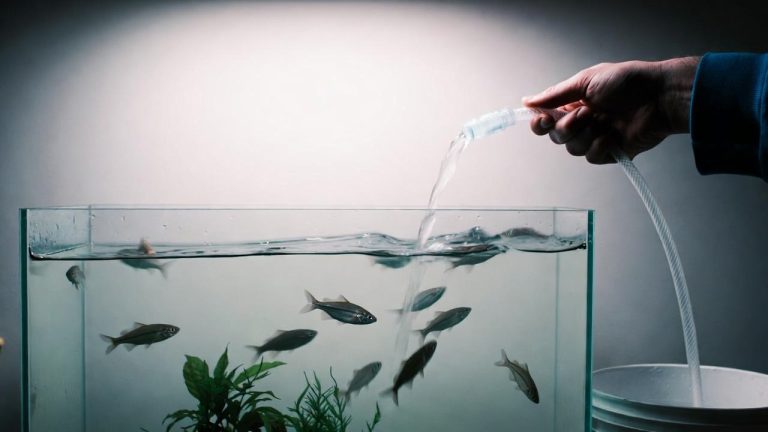 How to Change Aquarium Water
