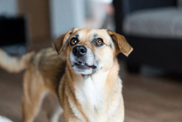 How to Get a Dog to Stop Whining