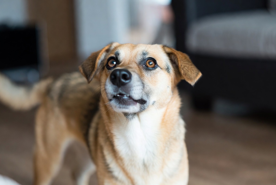 How to Get a Dog to Stop Whining