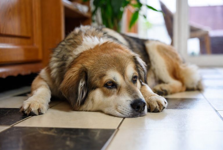 How to Tell If a Dog Is Sick