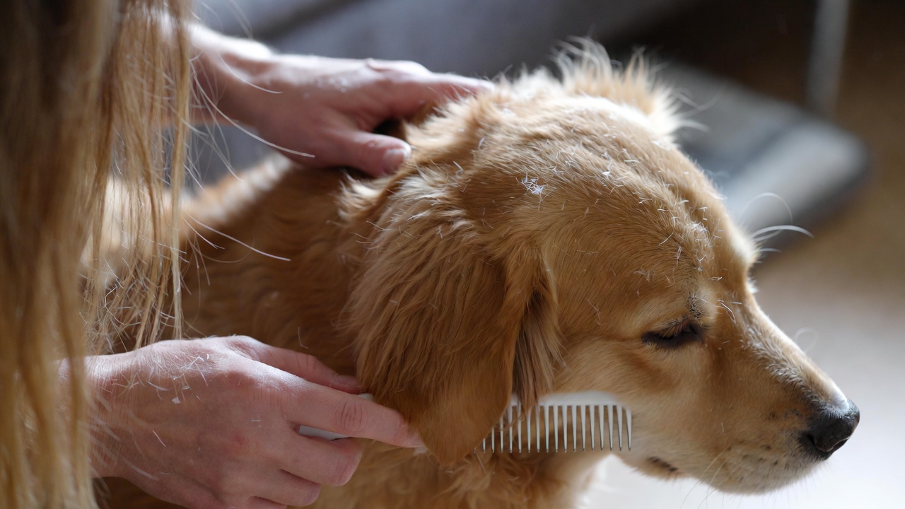how to get rid of dog dandruff