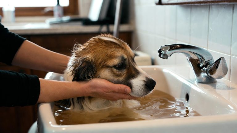 how to get rid of fishy smell from female dog