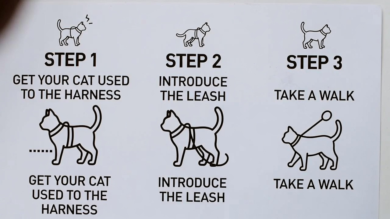 how to leash train a cat