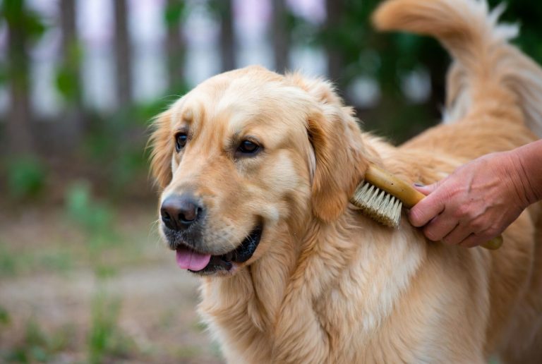 Best Brush for Golden Retrievers
