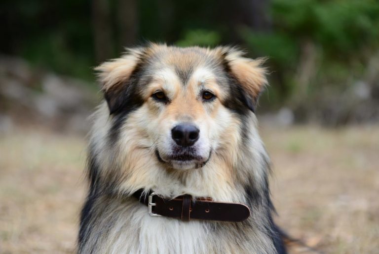 Best Collar for Long Haired Dogs