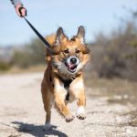 Best Dog Leash for Running