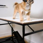 Best Grooming Table for Dogs