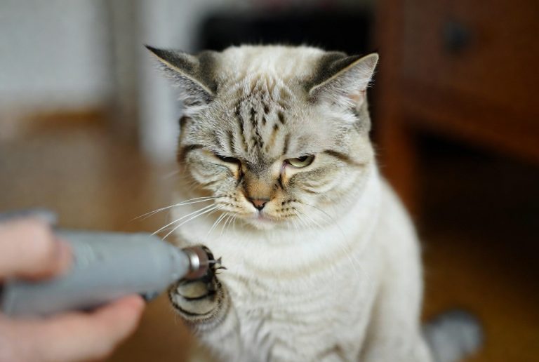 best cat nail grinder